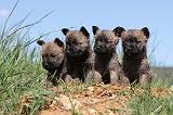 CAIRN TERRIER 308